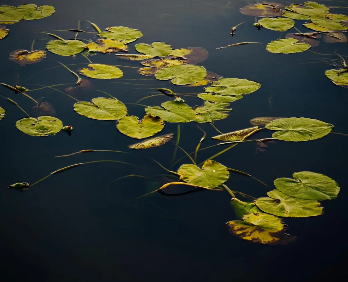 Scattered lily pads float on dark, still water, their green leaves and curled stems creating a delicate pattern across the surface. Warm morning light highlights the pads’ textures and a few yellowing edges against the deep blue lake.