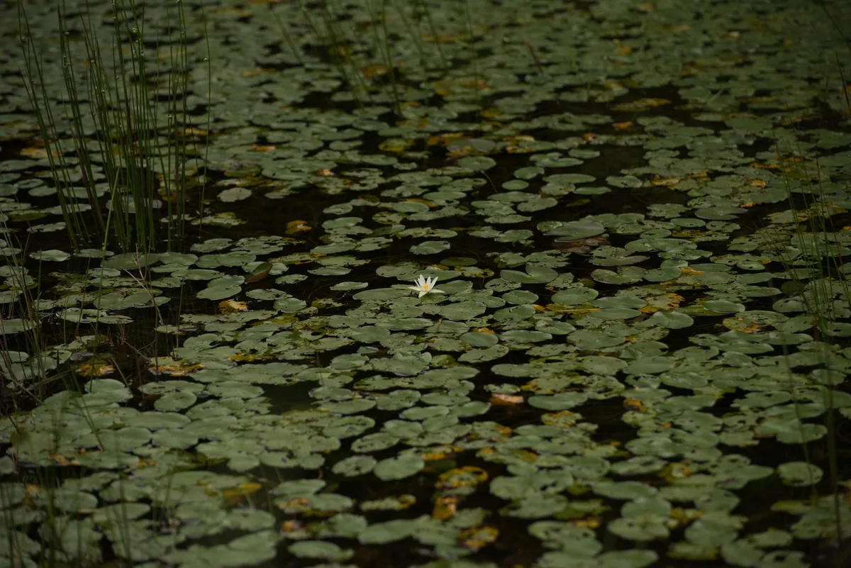 A shallow pond is carpeted with overlapping green lily pads, with one small white water lily blooming near the center. Tall reeds rise from the edges, and the dark water peeks through the dense foliage.