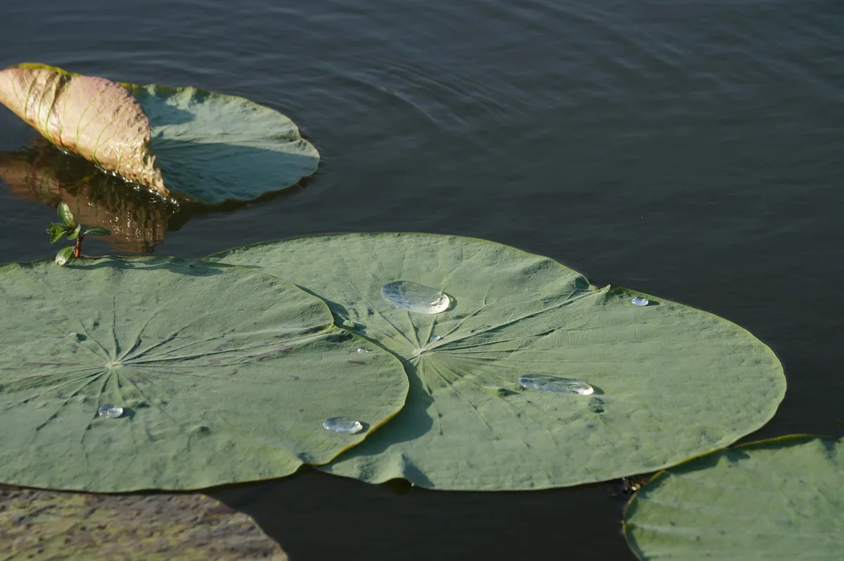 Close-up of broad green lily pads floating on dark, gently rippled water, with a few clear water droplets catching the morning light. One pad is curled and browned at the edge, adding texture against the smooth lake surface.