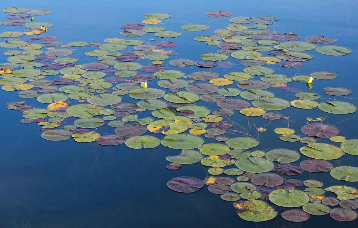 Clusters of green, yellow, and purple lily pads float across the still blue surface of the alpine lake, with a few white buds rising above the water. The composition is a close, textured detail shot that emphasizes the calm morning reflections and seasonal wetland growth.