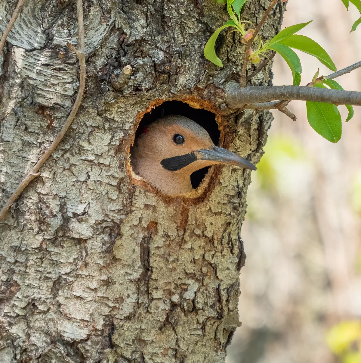 A chickadee or similar small bird peeks out from a round nesting hole in the rough bark of a tree trunk, with fresh green leaves and a blurred spring background. The close-up composition centers the bird’s head and beak against the textured wood.