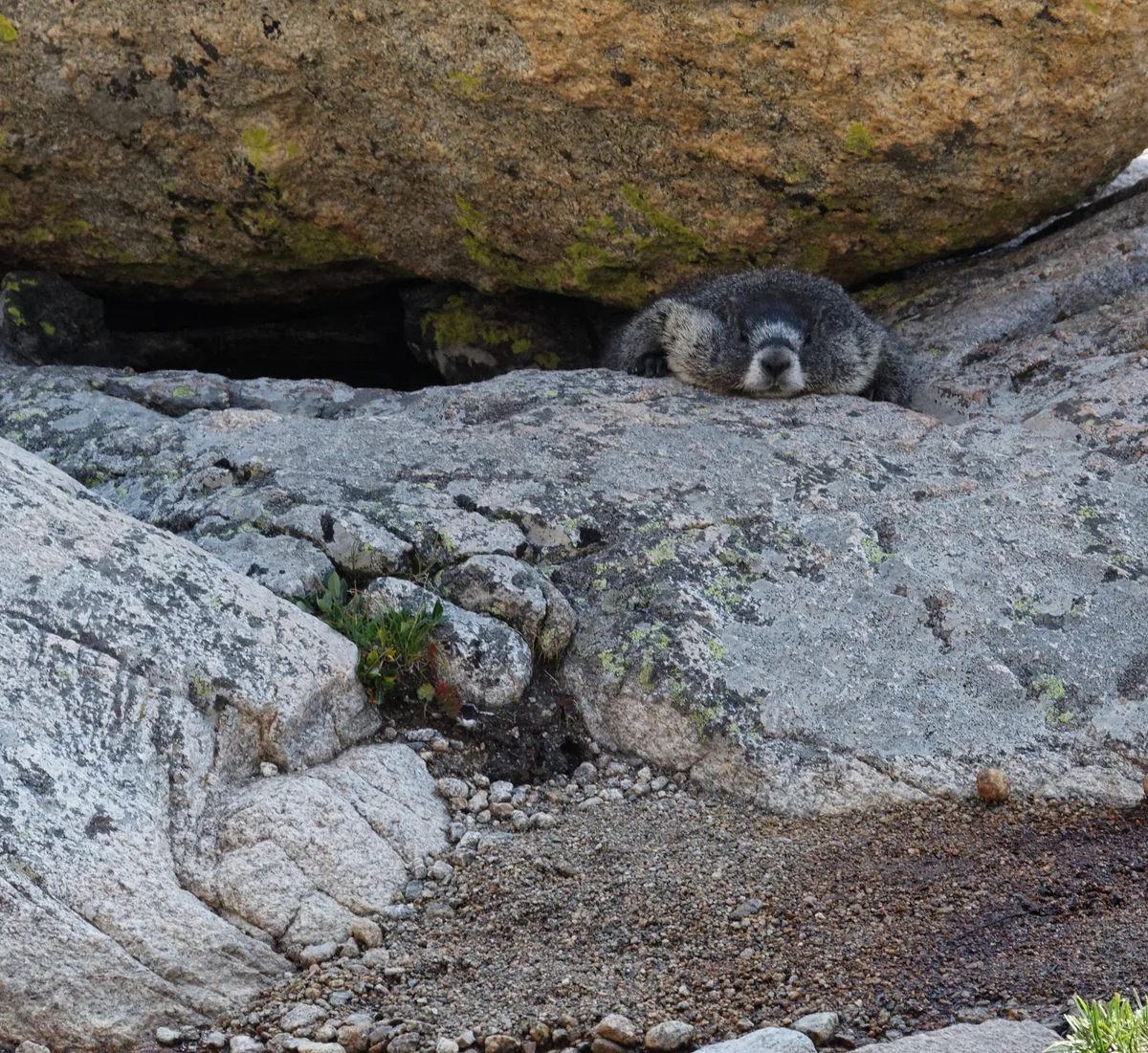 A sleepy marmot lies tucked into a narrow crevice beneath a large overhanging boulder, surrounded by pale granite slabs and gravel. The close-up composition highlights the animal’s face and fur against the rough alpine rocks.