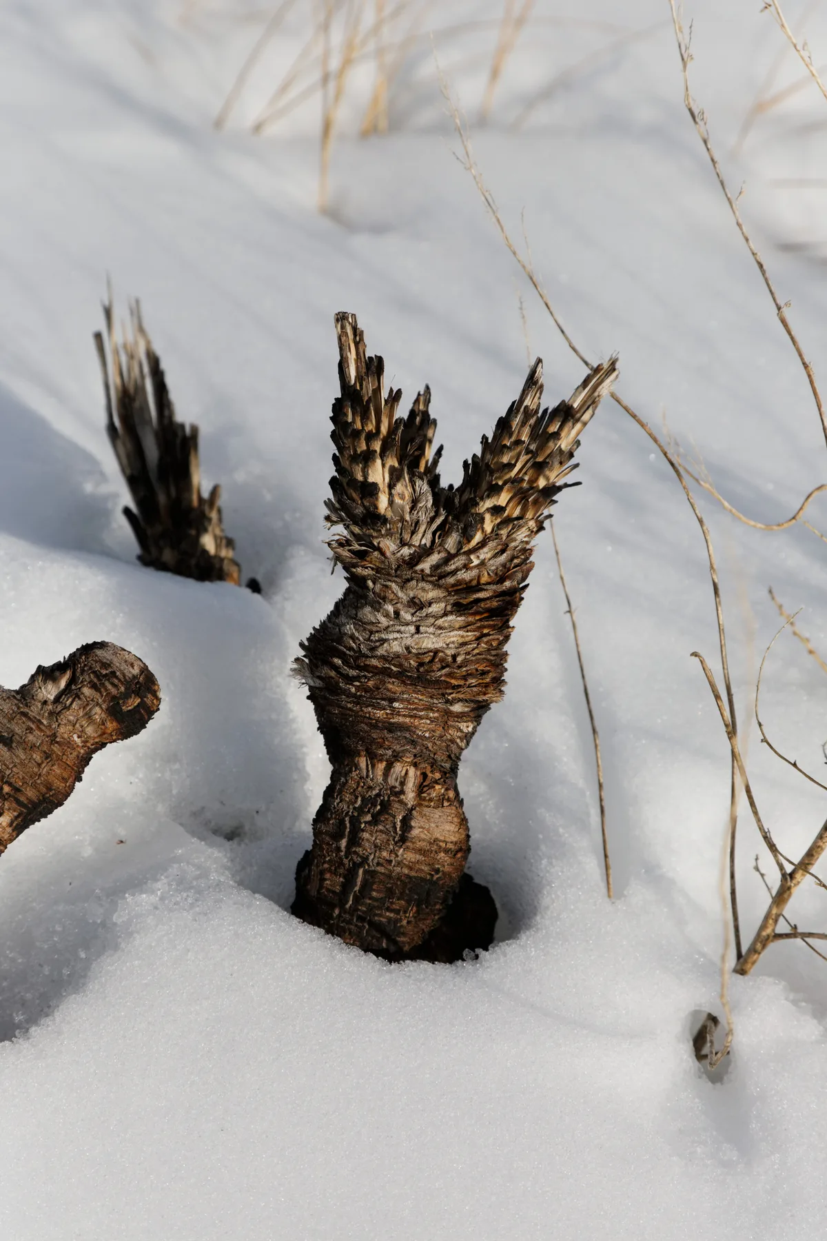 Close-up of weathered plant stalks or seed heads poking through soft white snow, with one dark, textured stem sharply in focus against a blurred winter background. Thin dried grasses arc through the frame, and the low sunlight highlights the rough bark-like surface and sparkling snow.