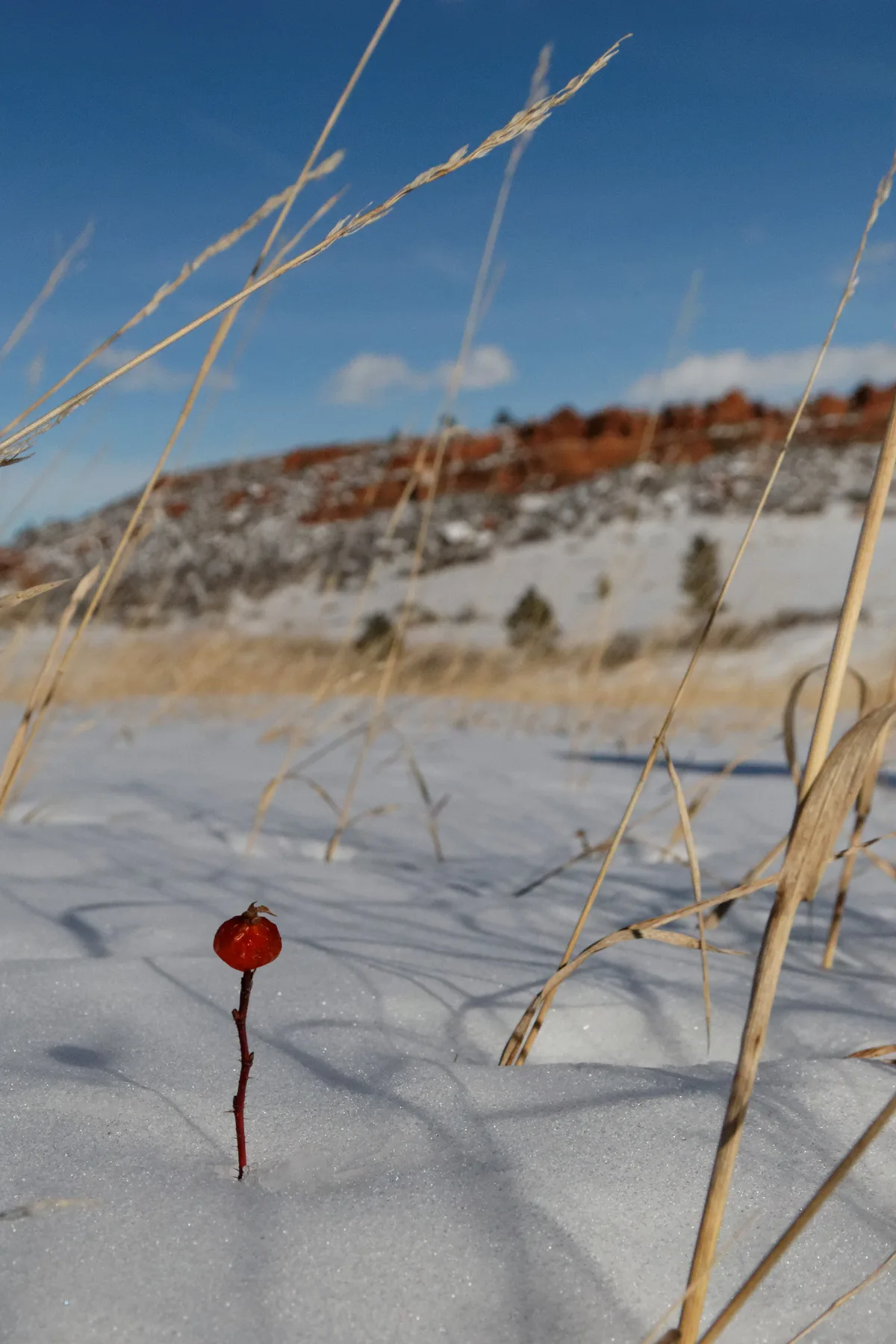 A single red berry or seed pod stands out from the snow in the foreground, with thin dried grass stems crossing the frame. In the background, a sunlit, reddish hogback rises softly beneath a clear blue winter sky.