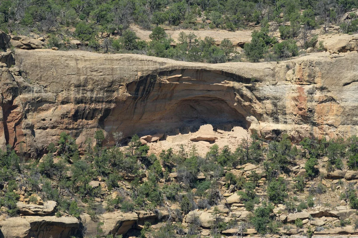 A wide view of a shallow sandstone alcove shelters the remains of an Ancestral Puebloan great house, with low tan masonry walls visible in the center. Juniper-dotted canyon slopes fill the foreground and background, giving the ruins a quiet, isolated setting in warm daylight.