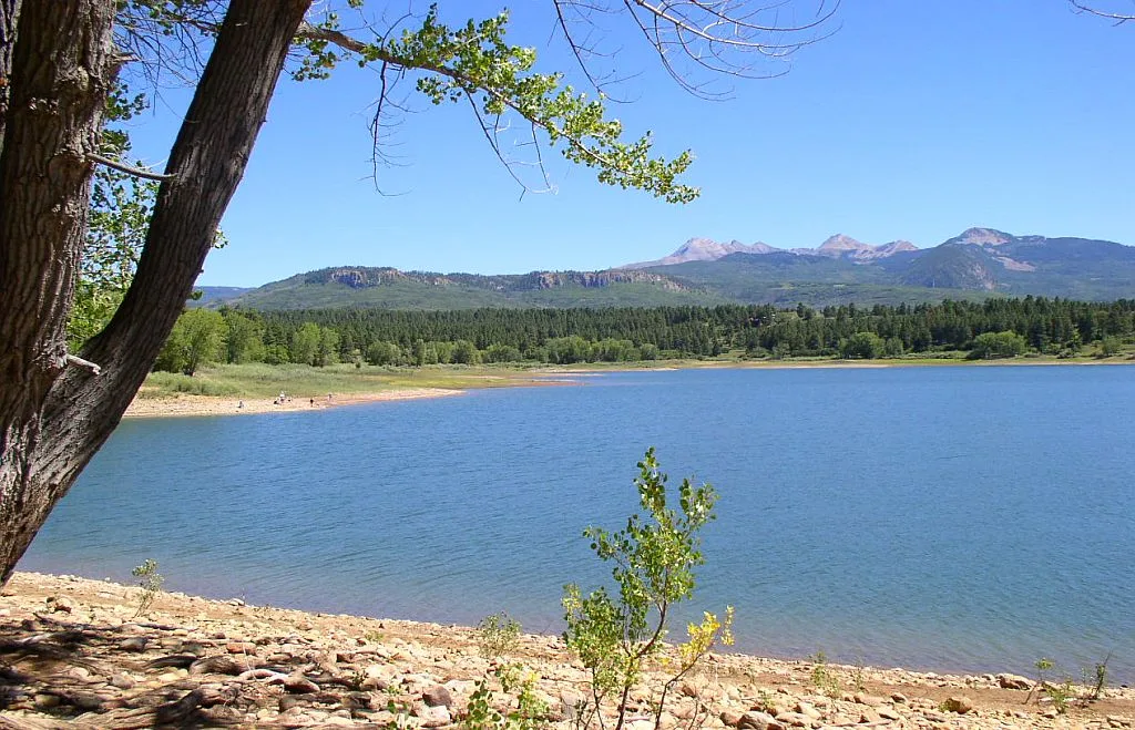 A calm blue reservoir fills the foreground, edged by a rocky shoreline, scattered shrubs, and a dark tree trunk framing the left side. Beyond the water, a band of pine-covered hills leads to the La Plata Mountains under a clear blue sky in bright daylight.