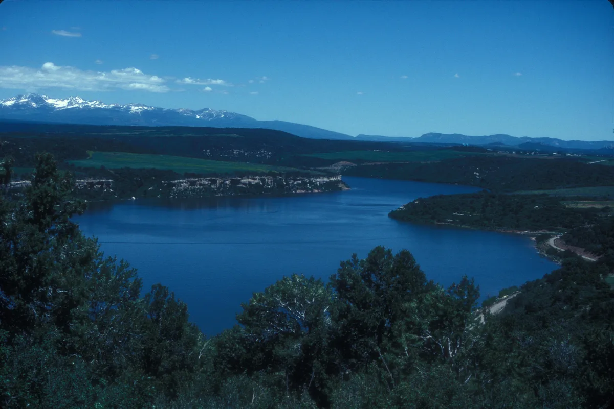 Wide view of McPhee Reservoir framed by dark green pinyon-juniper trees in the foreground, with deep blue water curving around low, brushy shoreline ridges. Snowy San Juan Mountains rise in the distance under a clear blue sky with a few thin clouds.