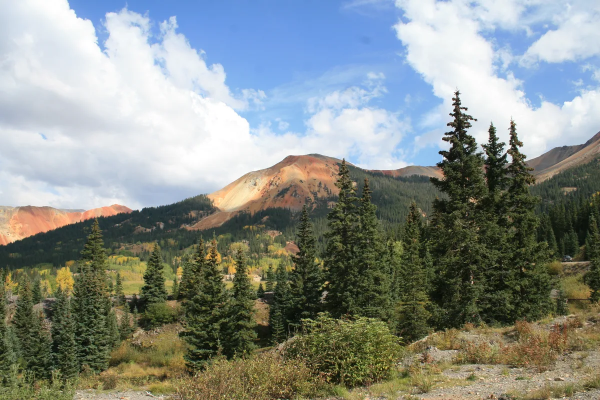 Sunlit red and tan mineral-streaked mountains rise above a dense stand of dark evergreen trees, with a bright blue sky and large white clouds overhead. The foreground shows rocky alpine scrub and a faint roadside pullout, emphasizing the high mountain pass setting.
