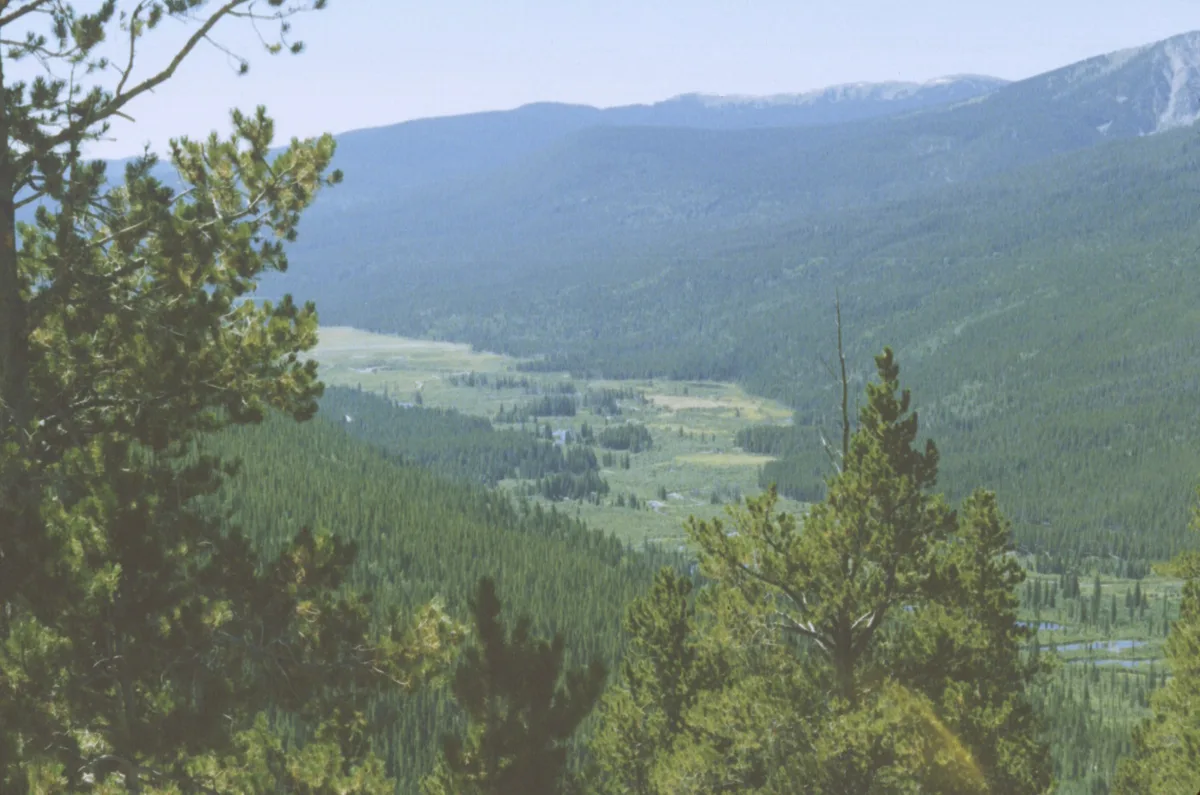 A wide view from a high mountain pass looks down over a green valley filled with dense pine forest, open meadows, and winding wetlands. Dark, rounded ridgelines rise in the background, with pine branches framing the foreground.