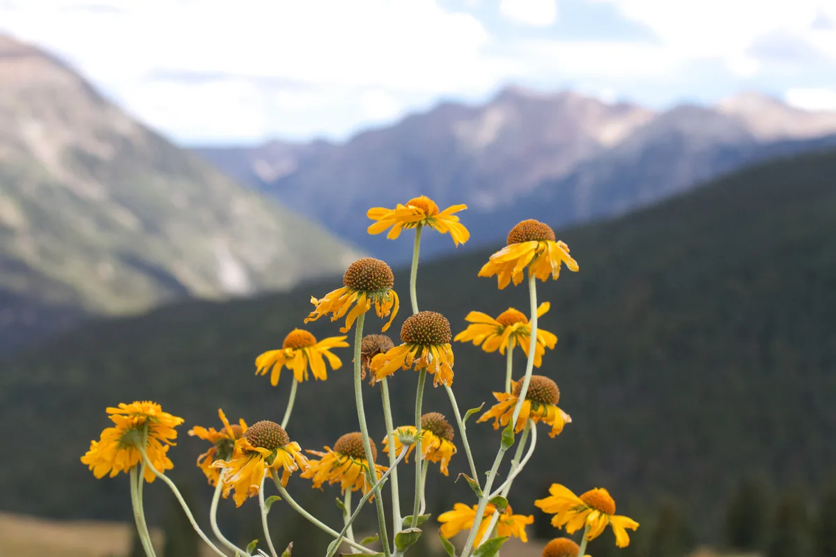 Yellow wildflowers stand in sharp focus in the foreground, their drooping petals lit by soft mountain light, while the valley and distant peaks blur into a hazy alpine backdrop. The scene feels calm and high-elevation, with layered ridgelines stretching beneath a pale sky.