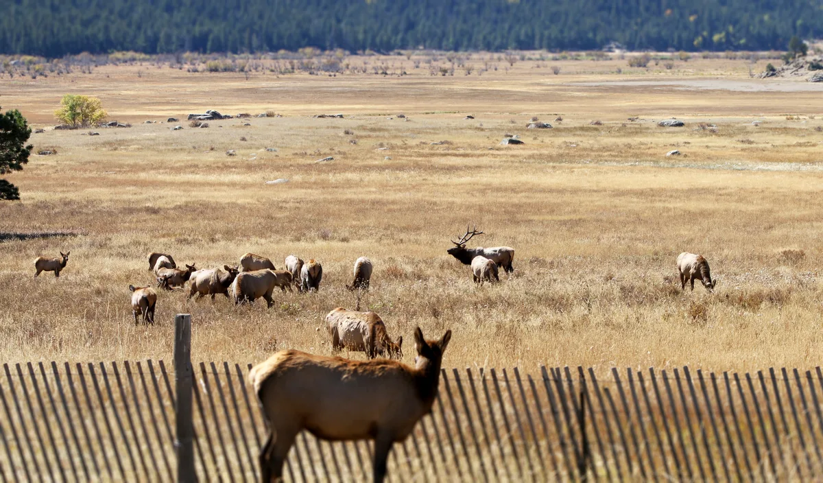 A herd of elk grazes across Moraine Park’s wide, sunlit meadow, with one elk close in the foreground behind a slatted fence and a larger bull with antlers standing among the group. The golden grass stretches toward distant dark pines and open valley flats under clear daylight.