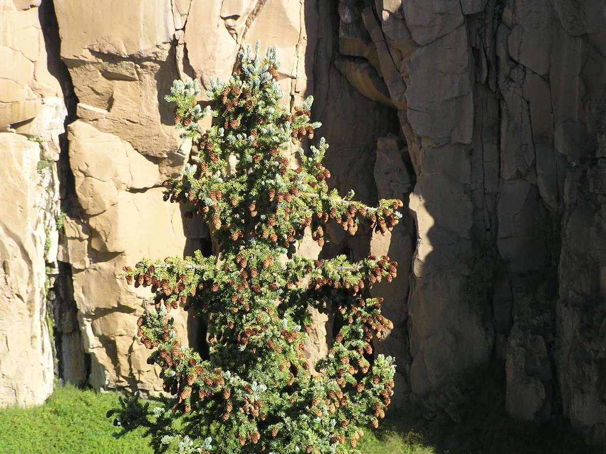 A spruce tree heavy with brown cones stands in bright morning sun against pale, vertical rhyolite cliff walls, with a patch of green grass at the base. Strong light and shadow emphasize the rock texture and the tree’s layered branches.