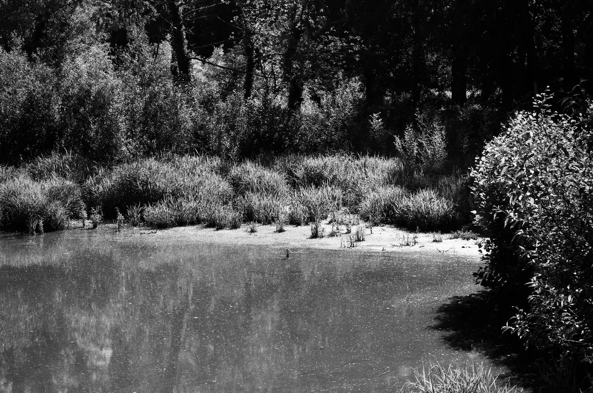 A small beaver pond lies still beneath a dense spruce forest, with bright grasses and shrubs lining the muddy edge and reflecting softly in the water. Strong contrast from the low sun creates dark tree shadows across the background and a bright highlight on the right-side foliage.