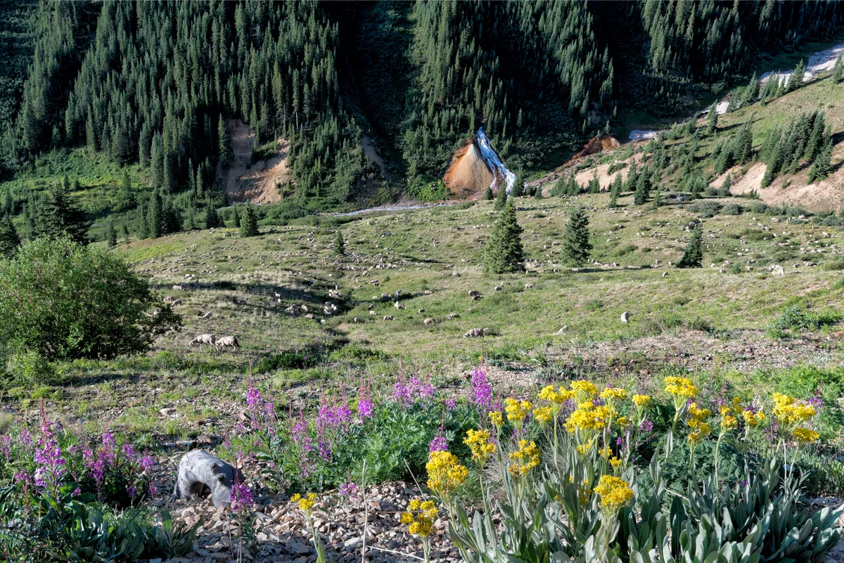 Ophir Pass
