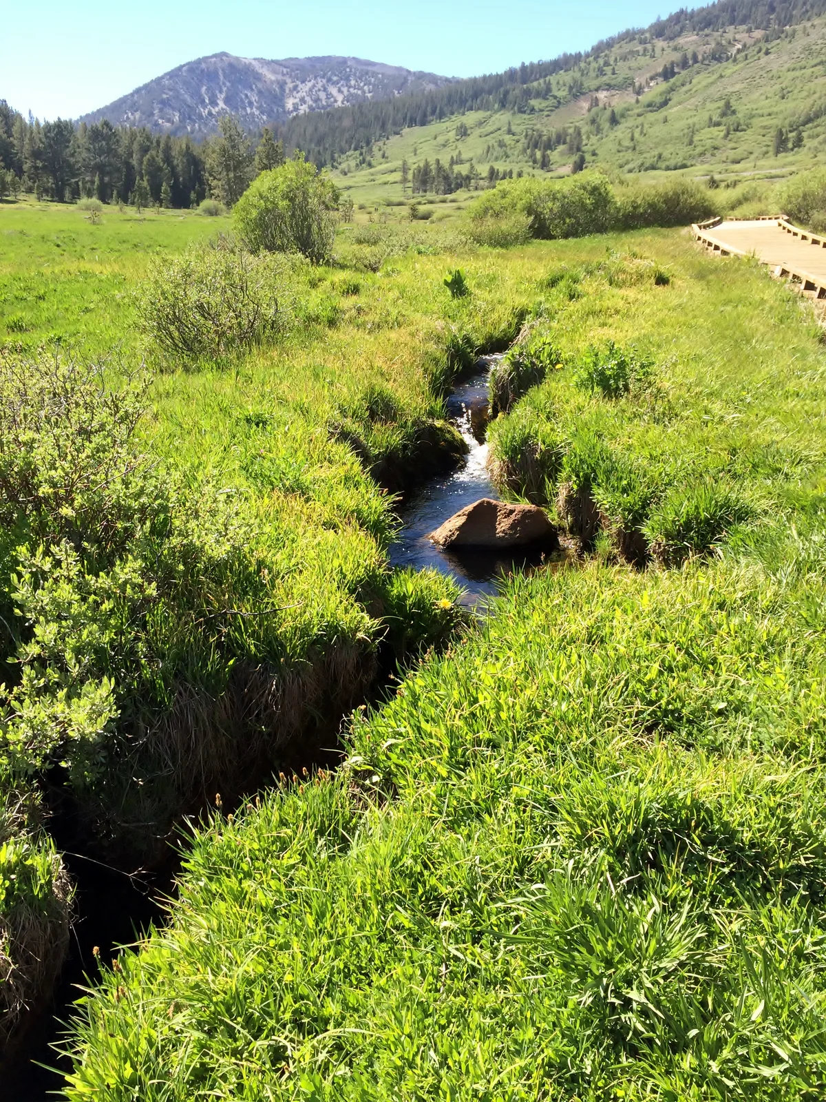 A narrow stream cuts through bright green alpine grass and low shrubs, with a small boardwalk curving in from the right. Sunlit mountain slopes and a darker ridgeline rise in the background under a clear morning sky.