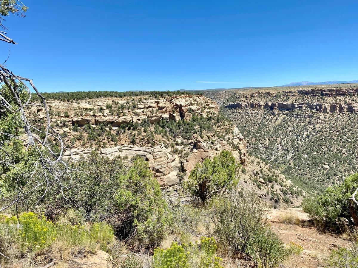 Sunlit tan sandstone cliffs and a steep, brushy canyon fill the view, with scrubby juniper and wildflowers in the foreground under a clear blue sky. The mesa rim stretches across the horizon, with distant mountains faintly visible at the far right.