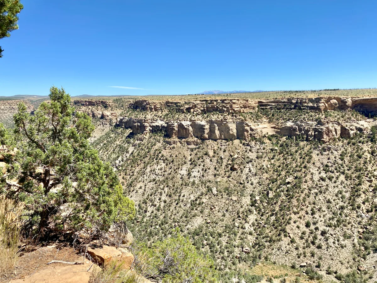 Sunlit juniper trees frame a wide view across a steep, scrub-covered canyon to layered sandstone cliffs and a flat mesa rim under a clear blue sky. In the far distance, faint mountain peaks line the horizon, emphasizing the high, open overlook.