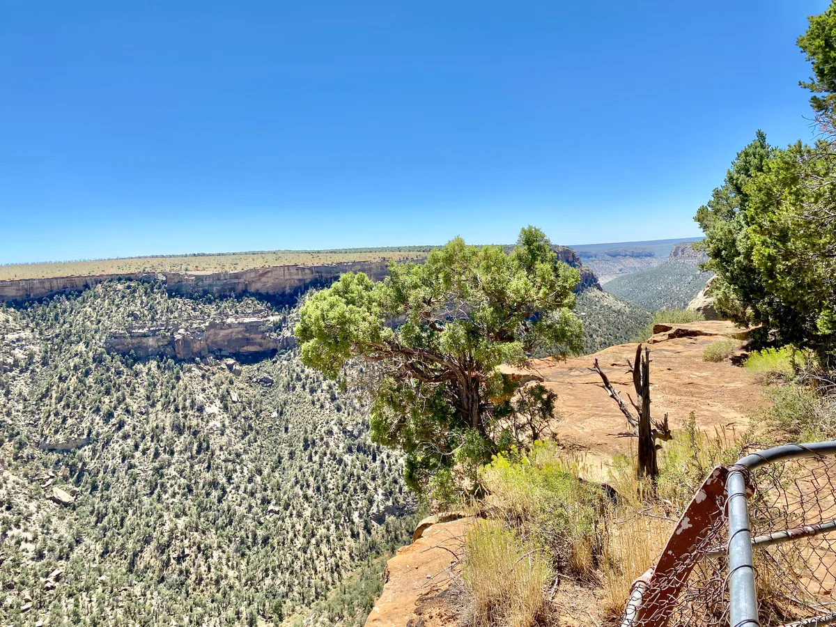 Sunlit mesa-top overlook with a low chain-link fence in the foreground, scrubby pines, and a sheer canyon dropping away to layered sandstone cliffs and forested slopes. The clear blue sky and bright midday light emphasize the wide, rugged panorama stretching across the valley.