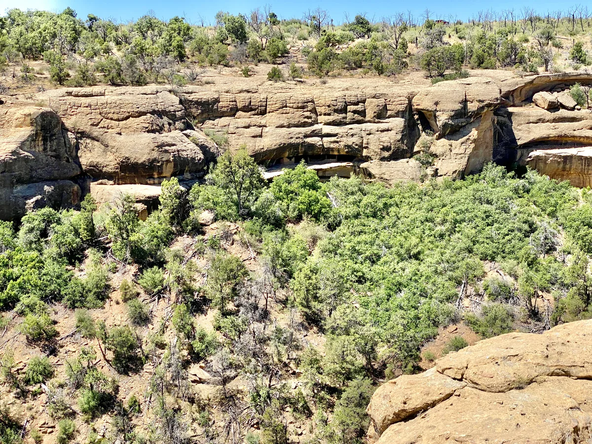 Sunlit sandstone cliffs and ledges rise above a steep, brushy canyon filled with dense green junipers and pines. The high mesa rim cuts across the top of the frame under a clear blue sky, with tan rock in the foreground.