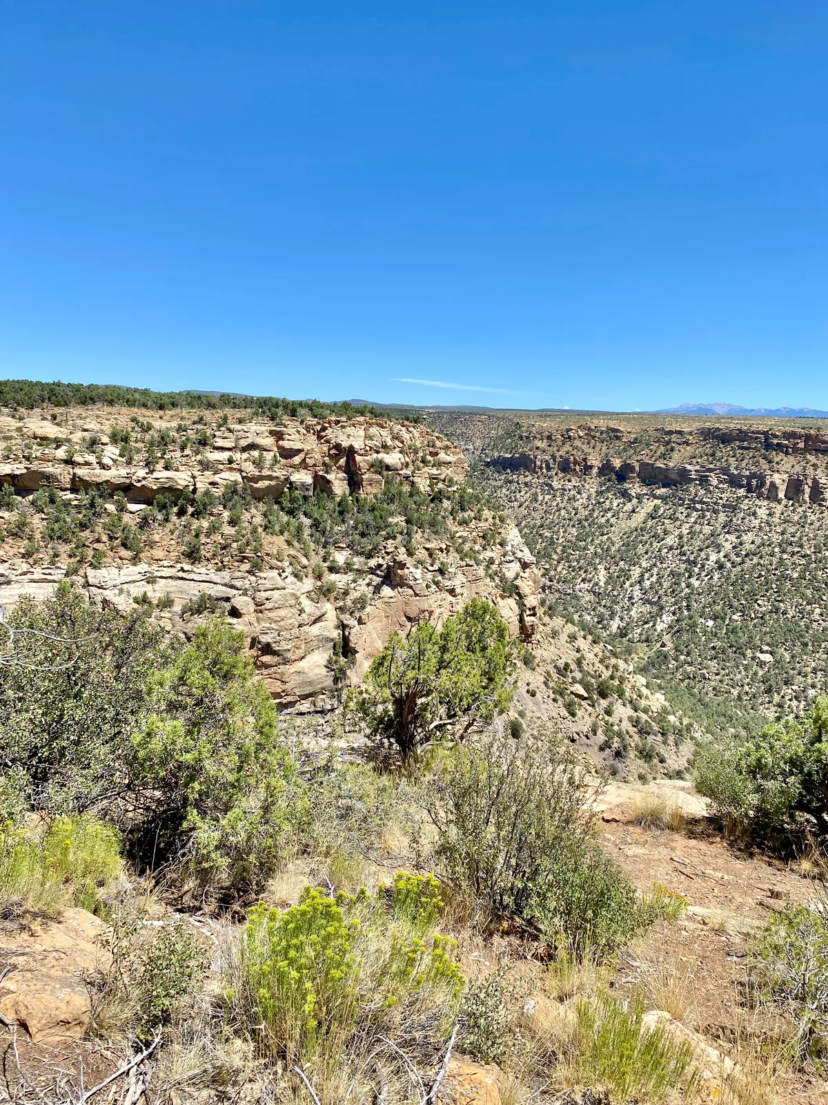 Sunlit sandstone cliffs and a broad, shrub-dotted canyon stretch across the frame under a cloudless deep blue sky. The foreground shows dry high-desert plants and rocky ground, while distant mesas and ridgelines fade along the horizon.