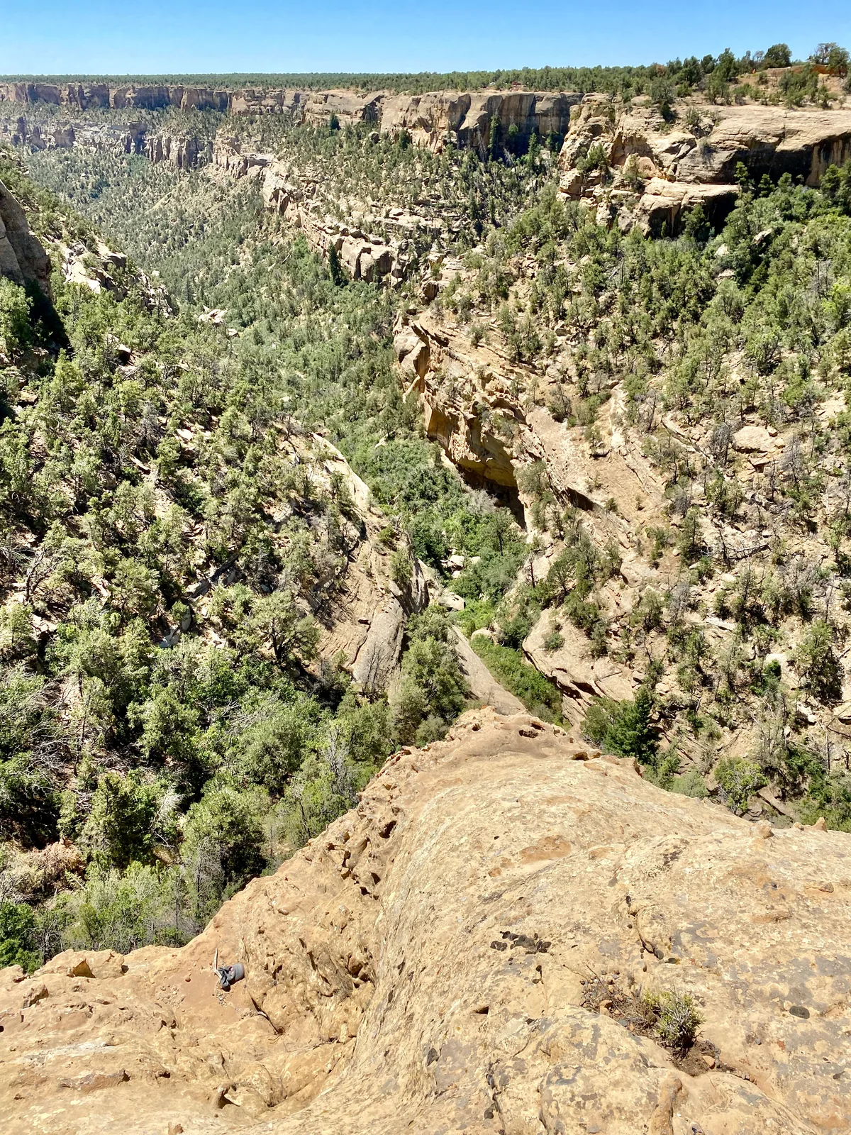 A wide view looks down into a deep sandstone canyon lined with dense green pinyon-juniper and scrub, with sunlit tan cliffs and ledges stretching across the horizon under a clear blue sky. The rocky overlook in the foreground drops sharply into the narrow valley below.