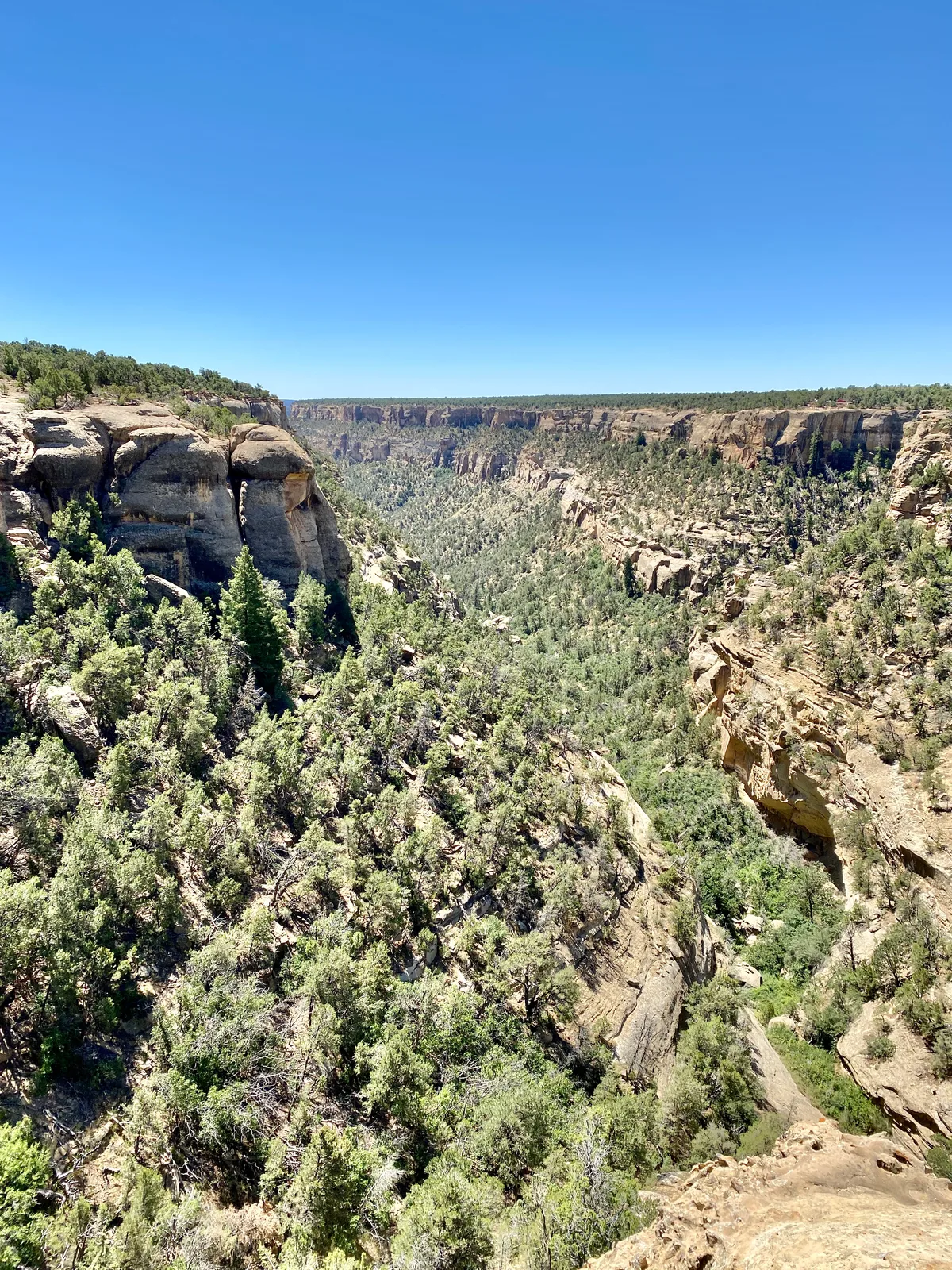 A wide view looks across a steep, forested canyon with tan sandstone cliffs and layered mesa walls dropping into a green ravine under a cloudless blue sky. Sunlight brightens the rock faces and treetops, emphasizing the depth and rugged texture of the landscape.