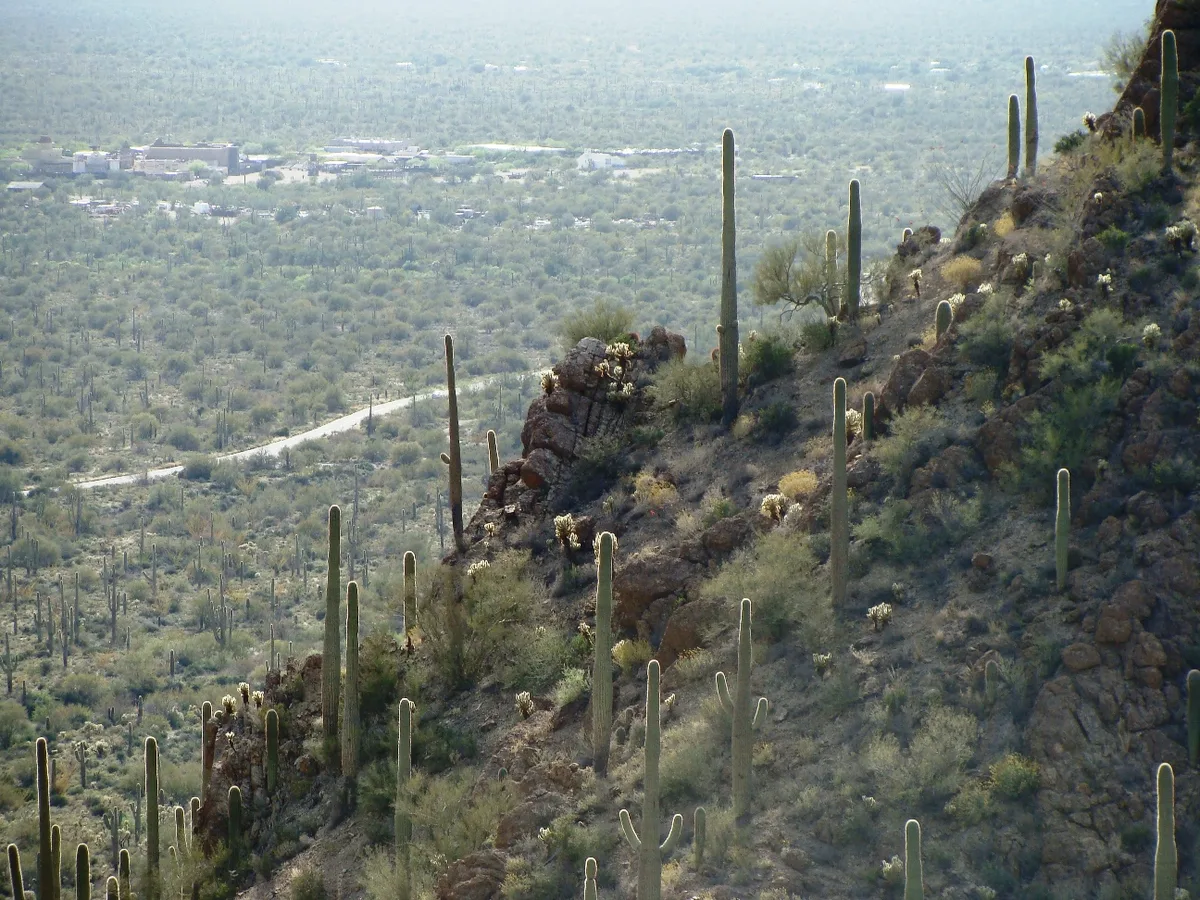 A rocky desert ridge lined with tall saguaro cacti slopes down toward a hazy valley below, with a winding pale road and scattered buildings in the distance. Soft golden light washes over the scrubby hillside and the distant landscape.