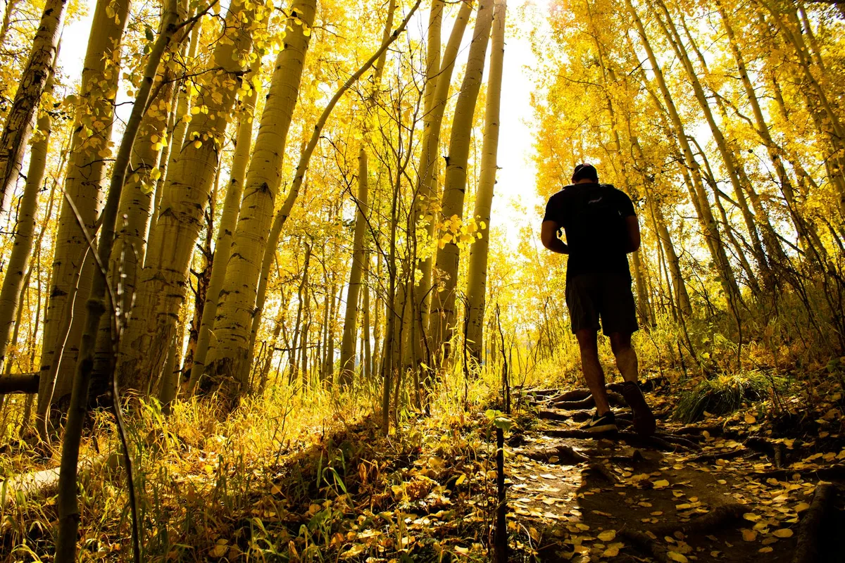 A lone hiker climbs a leaf-covered trail through a glowing aspen grove, with tall white trunks and brilliant golden foliage lit by low sunlight. The low-angle view looks up the wooded slope, creating a warm autumn scene with strong contrast and dappled shadows.