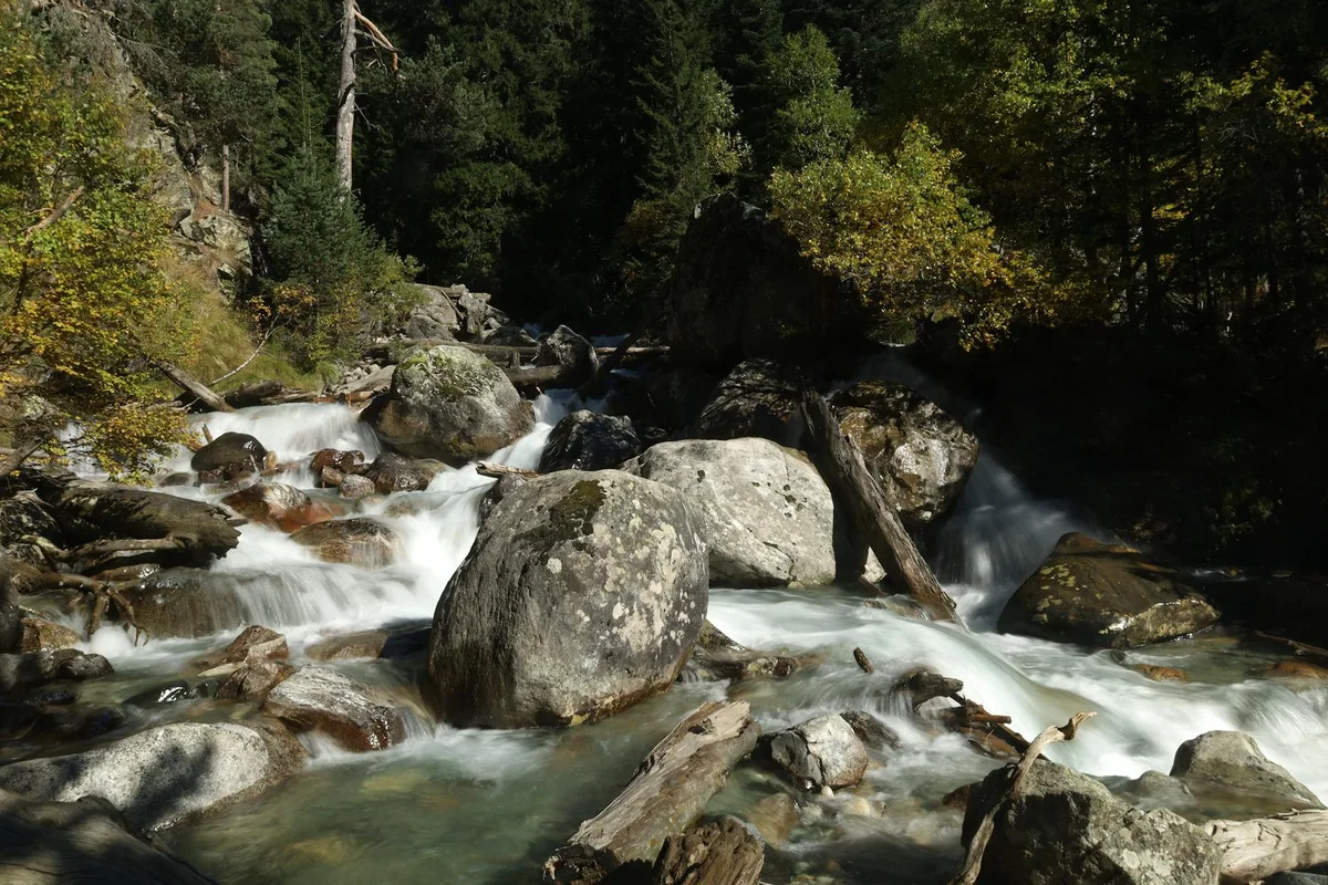 Sunlit mountain creek cascades over large mossy boulders and driftwood, with silky white water cutting through a dark spruce and fir forest. Early light highlights the autumn-tinted leaves along the banks while the shaded background adds a secluded, wilderness feel.