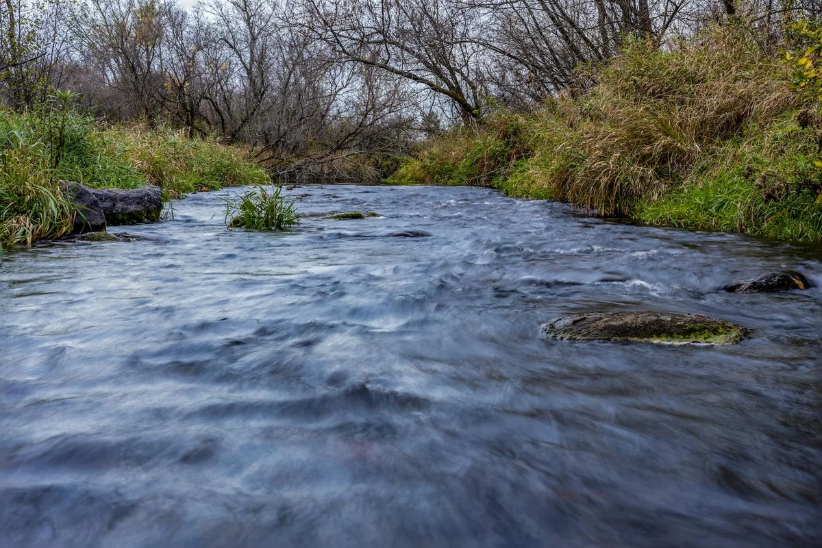 A low, wide view of the Animas River rushing through a narrow creek channel, with smooth ripples in the foreground and mossy rocks breaking the current. Bare trees and tufted grasses line the banks under a cool, overcast morning sky.