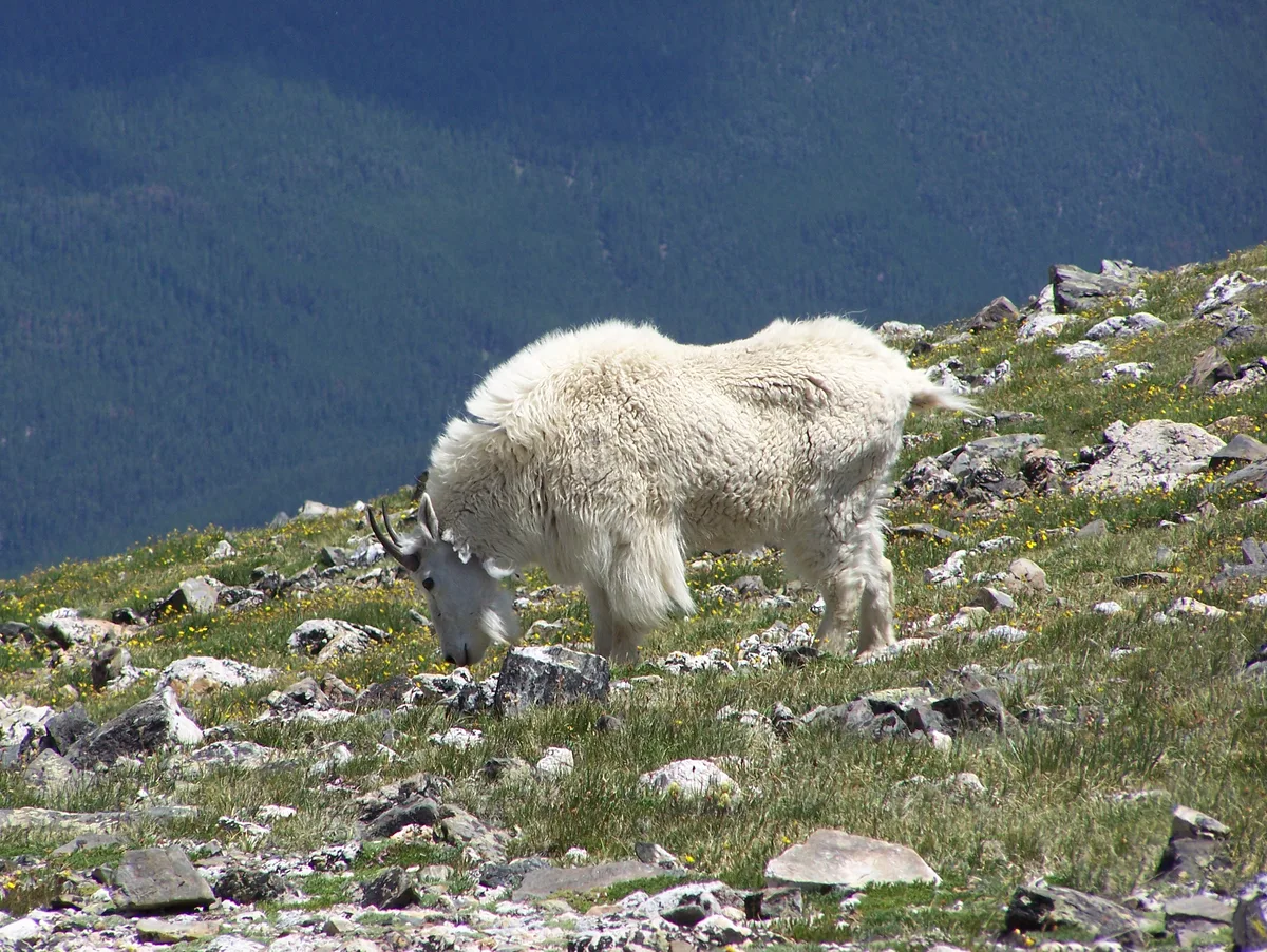 A white mountain goat stands on a rocky alpine ridge, head lowered to graze among sparse grass and wildflowers. Dark blue mountain slopes fill the background, emphasizing the high-elevation summit setting.