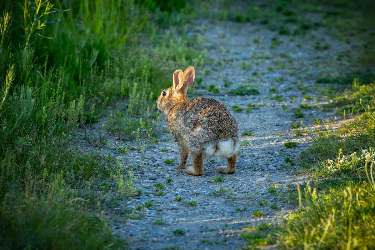 A cottontail rabbit stands on a narrow gravel trail, framed by lush green grass and weeds in warm golden light. The path curves into soft shadow, giving the scene a quiet, early-evening feel.