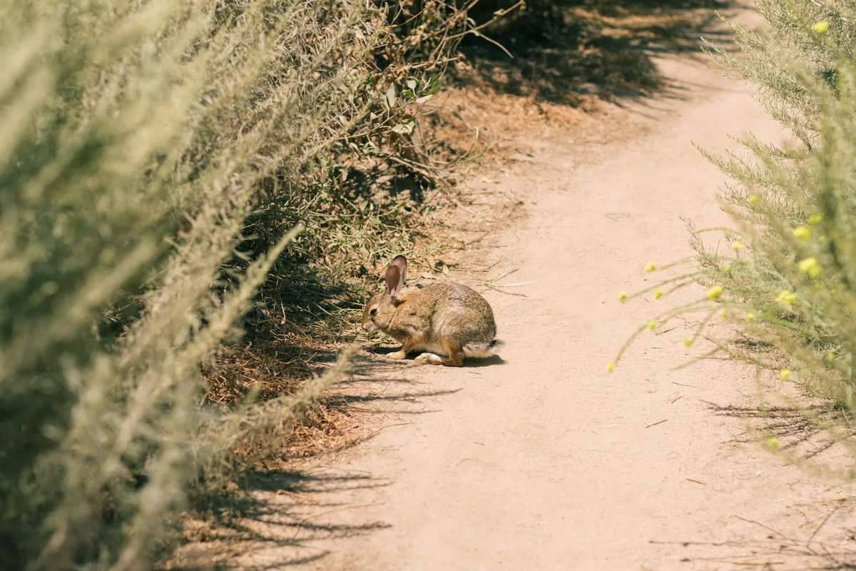 A small rabbit sits on a sunlit dirt trail, framed by blurred desert shrubs on both sides. Warm golden light and soft shadows give the arid path a quiet, late-afternoon feel.