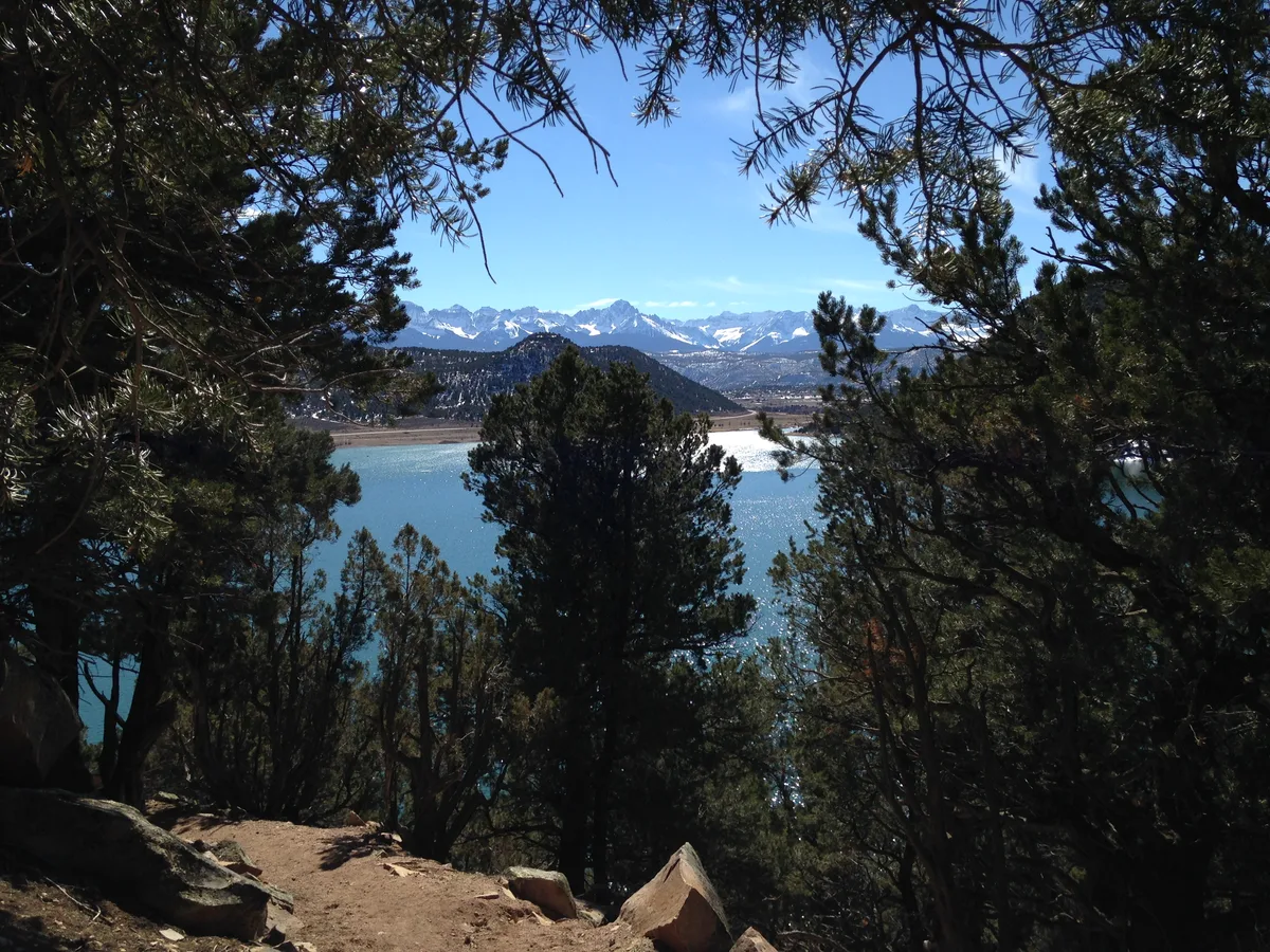 Dark pine trees frame a bright blue reservoir, with snowcapped peaks of the Sneffels Range rising in the distance under a clear sky. Sunlight sparkles on the water, and a rocky dirt path leads into the foreground.