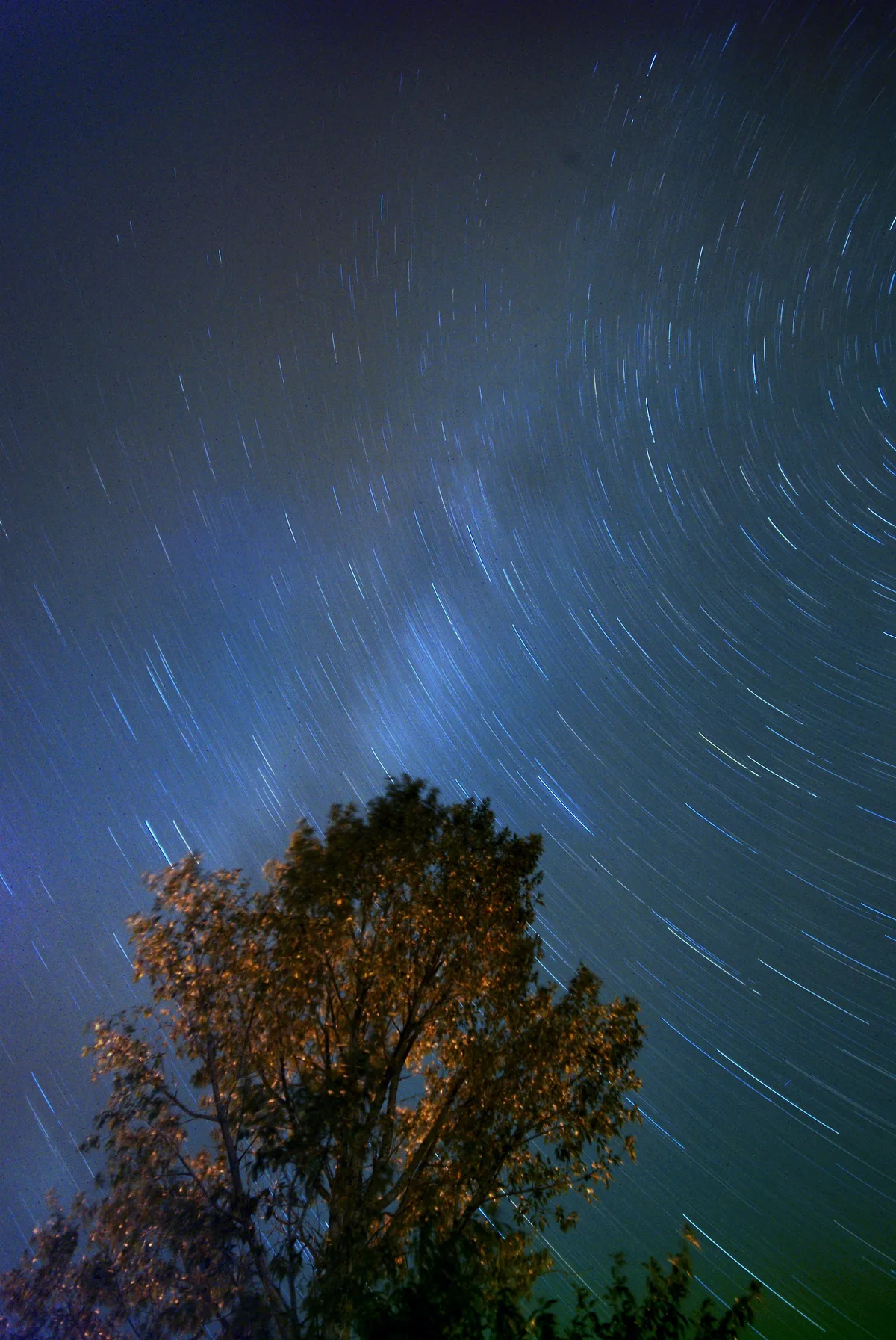 Long-exposure star trails arc across a deep blue night sky above a silhouetted tree, with a faint green glow near the horizon. The composition looks upward from the ground, emphasizing the swirling motion of the stars over the dark park landscape.
