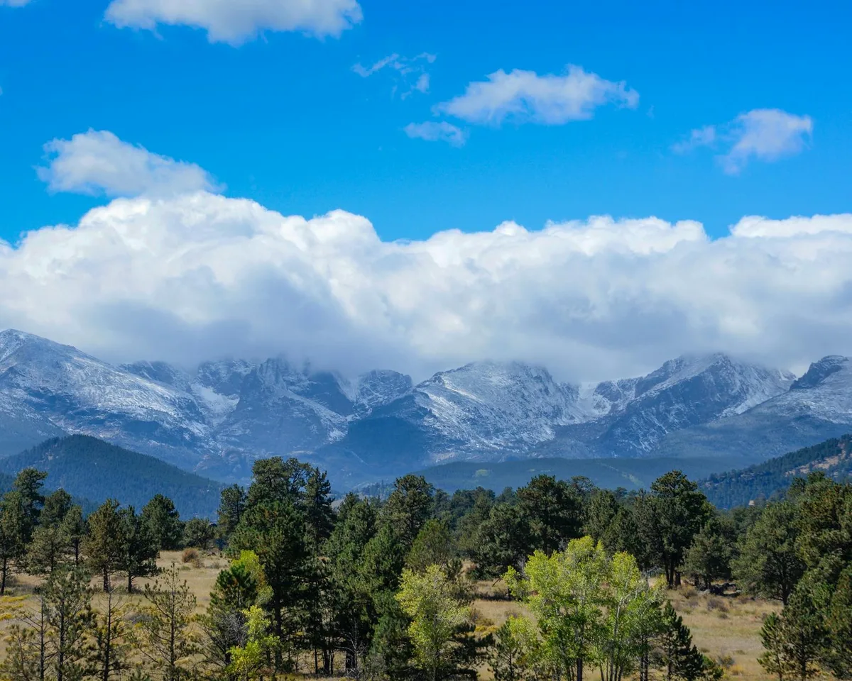 Snow-dusted Rocky Mountain peaks rise above a band of dark evergreens and open meadow, with a bright blue sky and thick white clouds hanging low over the range. The foreground is a high-country landscape of scattered pines and pale grass, giving the scene a crisp alpine feel.