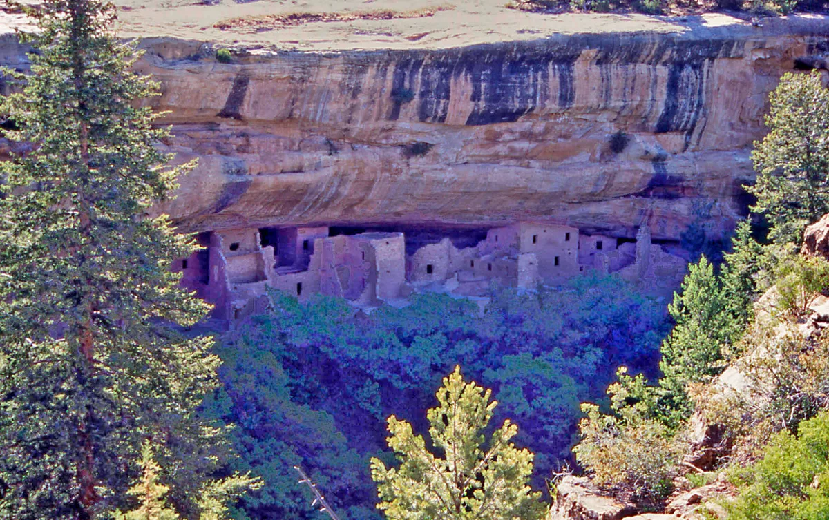 Wide view of Spruce Tree House tucked beneath a massive sandstone overhang, with rows of pale cliff dwellings carved into the alcove. Evergreen trees frame the canyon foreground, and cool morning light casts blue-purple shadows across the steep walls.
