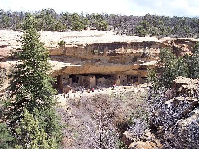 Wide view of Spruce Tree House tucked into a deep sandstone alcove, with tan cliff walls sheltering the ancient masonry rooms below. Evergreen trees frame the scene in the foreground, and a few visitors in red add scale against the pale rock and shaded dwelling.