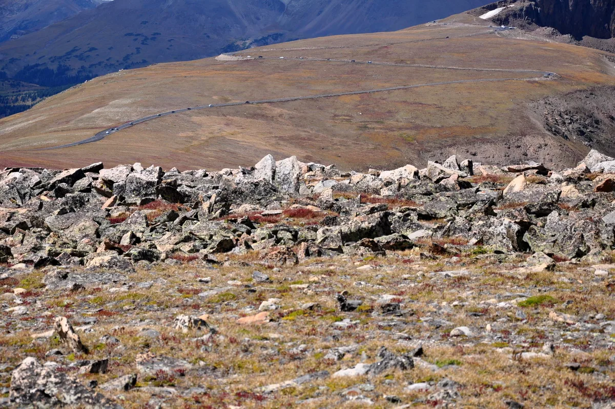 Rocky alpine tundra fills the foreground with patches of low wildflowers, while a long ribbon of Trail Ridge Road curves across the broad, brown slope below. Blue mountain walls and the rim of Forest Canyon rise in the distance under clear morning light.