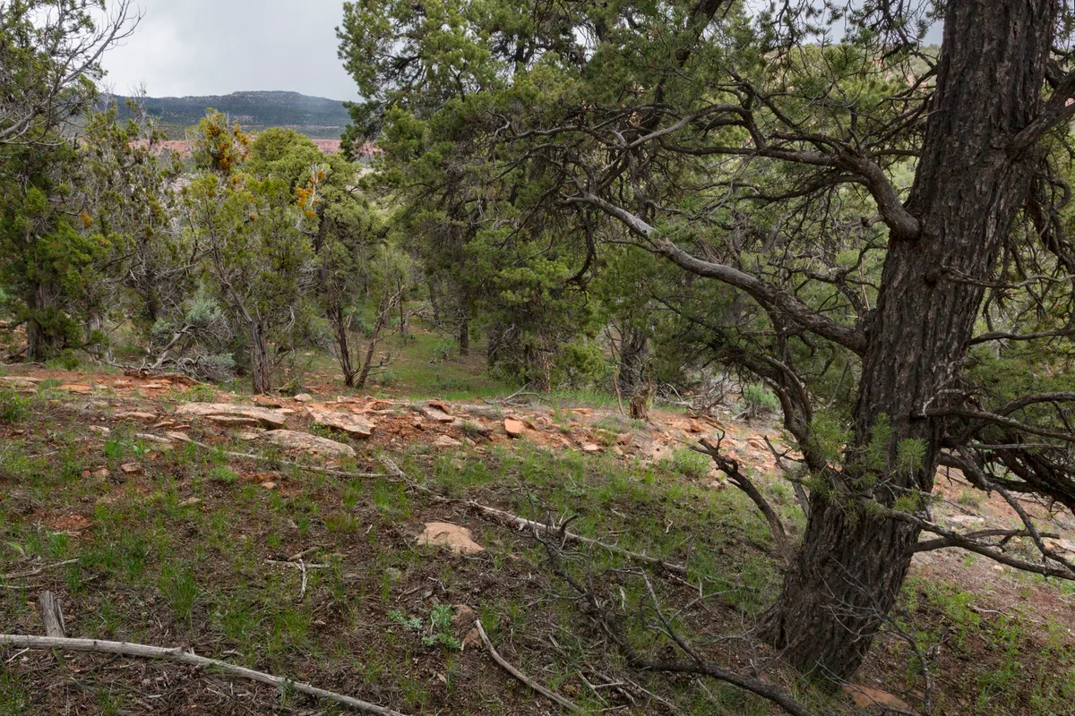 Pine-covered canyon slope with a large twisted trunk in the foreground, looking across a rocky, green hillside toward distant layered cliffs under soft afternoon light. The scene feels quiet and dry, with scattered brush and exposed red stone between the trees.