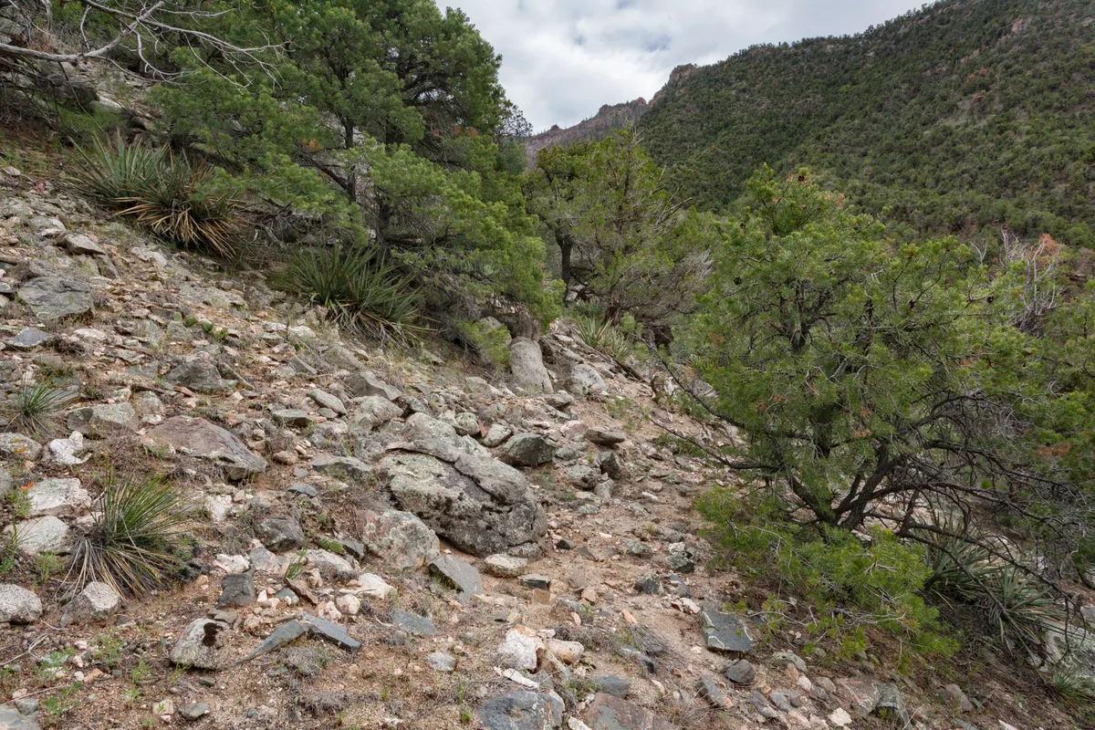 A rocky canyon slope covered in scattered boulders, scrubby juniper, and spiky yucca rises toward green ridgelines under a cloudy afternoon sky. The narrow dirt path cuts through the uneven, granite-strewn hillside, with the opposite canyon wall visible in the distance.