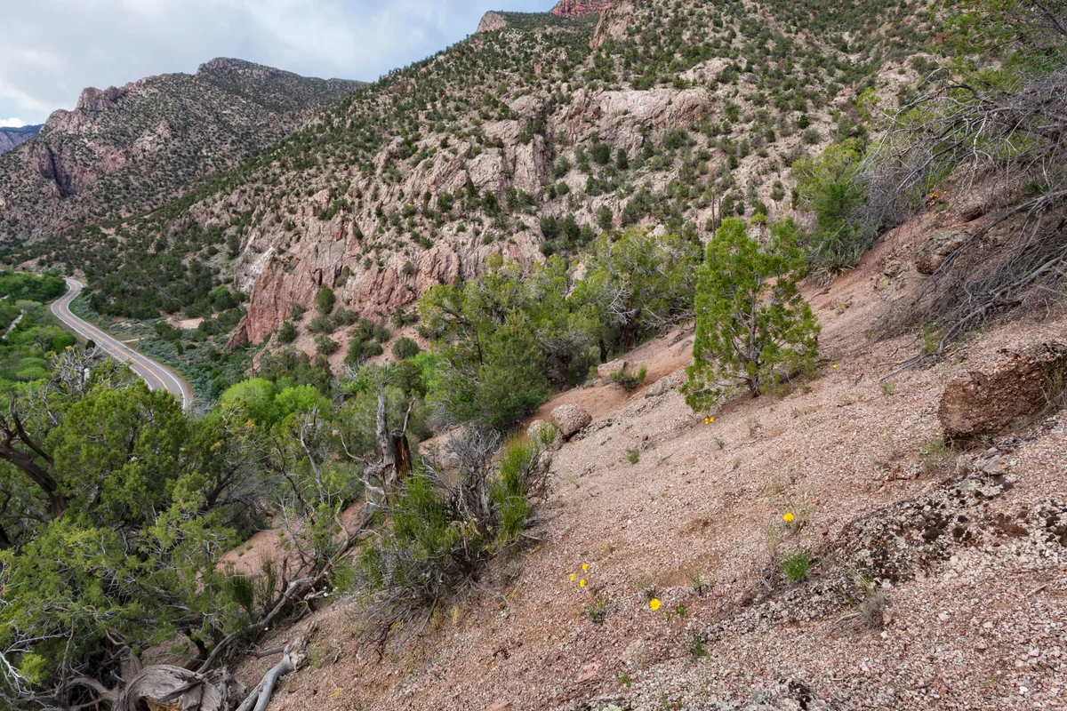 A winding two-lane scenic byway snakes through a steep desert canyon, with layered pink-and-gray rock walls rising above scattered juniper and scrub. In the foreground, a rocky slope dotted with small yellow wildflowers leads down toward the road under soft afternoon light.