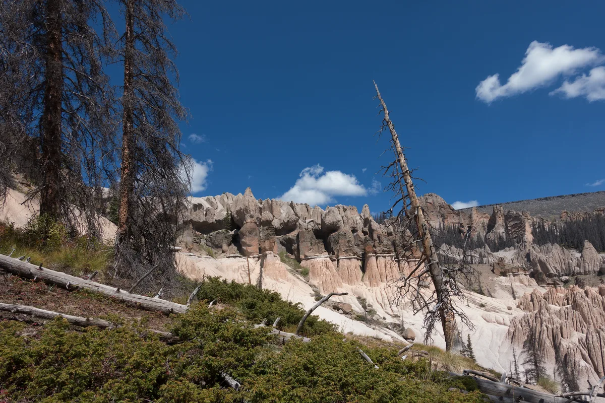 Sunlit white and pale pink hoodoos rise in jagged rows above a dark forested slope, framed by a leaning dead tree and fallen logs in the foreground. A deep blue sky with a few small clouds gives the remote rock formations a crisp, high-contrast look.