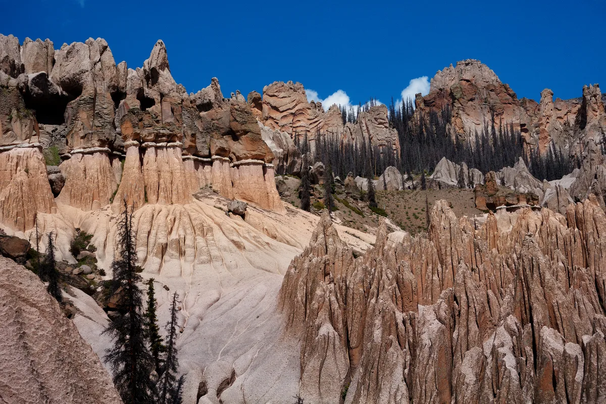 Tall pale-pink and tan hoodoos and spires fill the frame, their eroded tuff surfaces catching bright midday light beneath a deep blue sky. Dark, fire-scarred pine trees stand behind the formations, emphasizing the rugged backcountry setting.