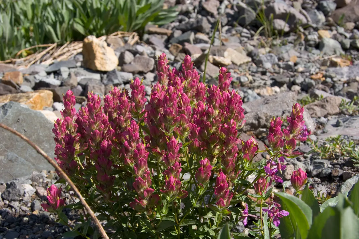 A tight close-up shows a dense clump of bright magenta wildflowers growing out of rocky alpine ground, with a few purple blossoms and green leaves at the edges. Sunlight highlights the petals against the gray stones, giving the scene a crisp midsummer feel.