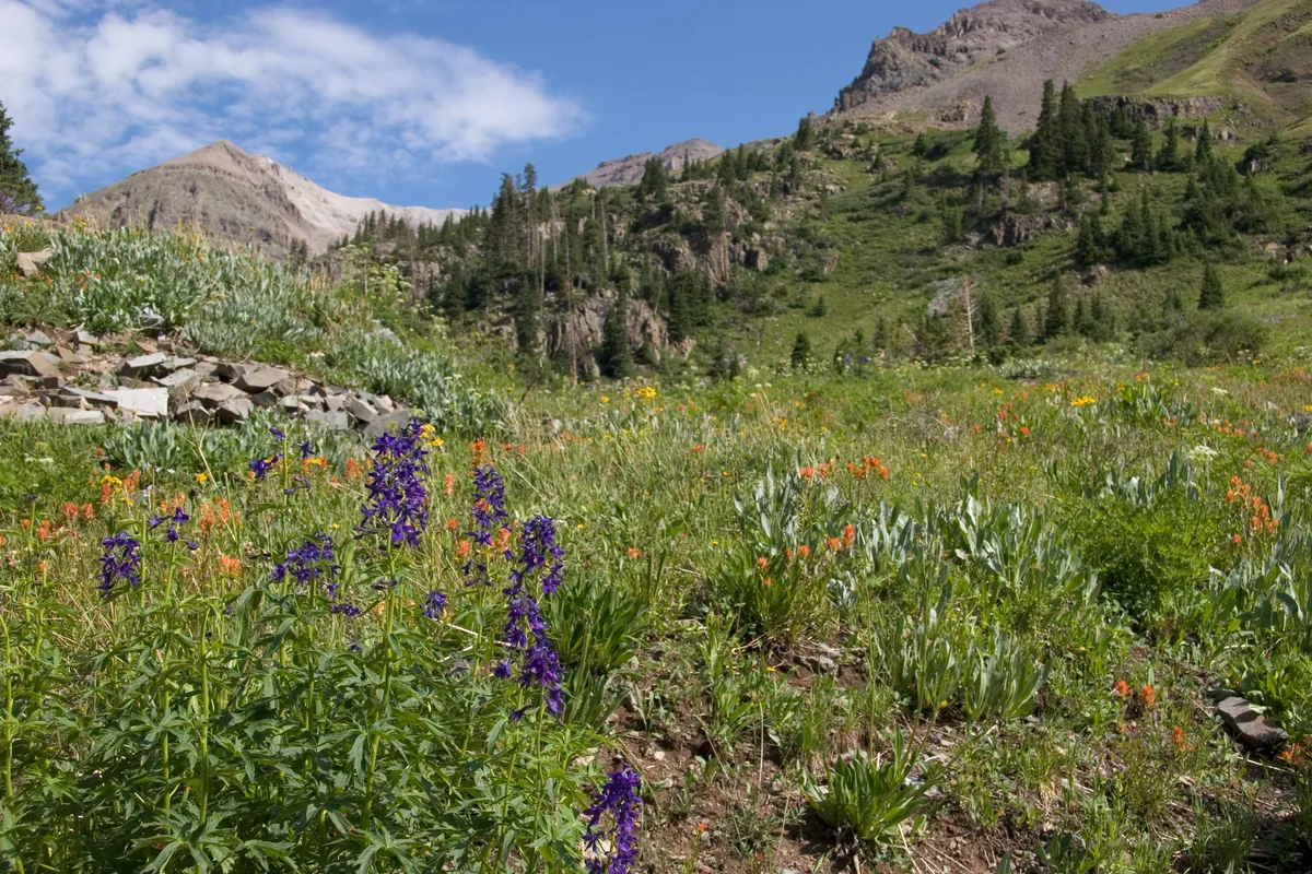 Purple columbine and scattered orange wildflowers bloom across a grassy alpine meadow, with a small pile of mining rubble on the left. Behind them, steep green slopes rise to bare gray mountain peaks under a bright blue sky with thin clouds.