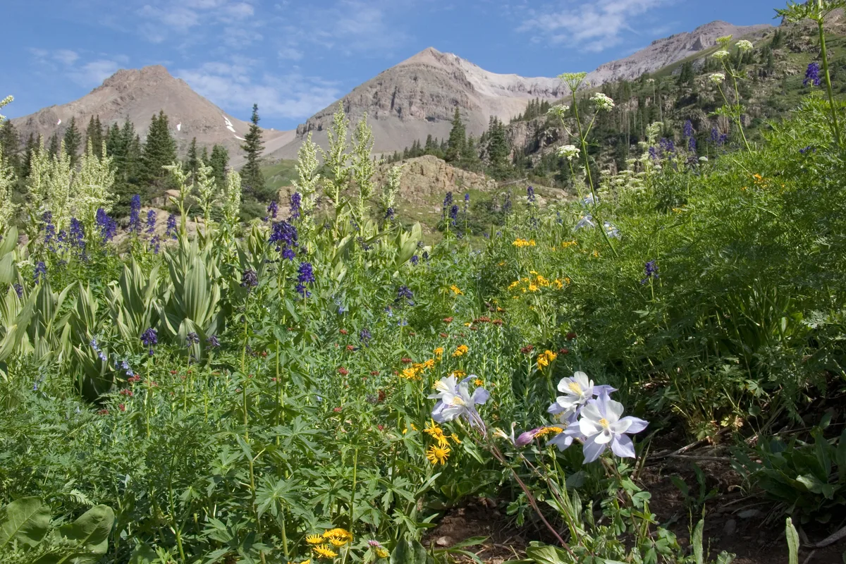 Morning sunlight fills a lush alpine basin carpeted with wildflowers, including white and purple columbines, yellow blooms, and tall blue spikes, set against rocky slopes and rugged peaks. Dark evergreens and a partly cloudy blue sky frame the mountains in the background.