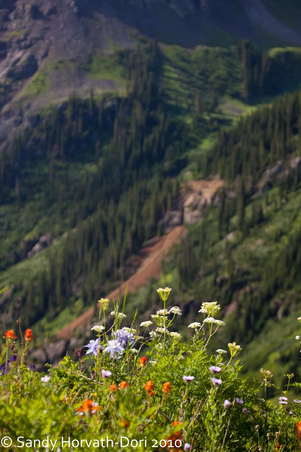 Wildflowers fill the foreground in bright morning light, with white, purple, and orange blooms rising above green alpine foliage. Behind them, a soft-focus mountainside drops away into a steep, forested basin with a rusty mining track cutting across the slope.