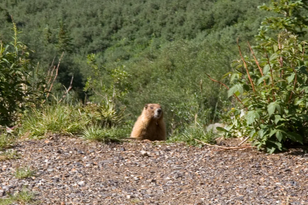 A marmot peeks up from behind a gravel roadside embankment, framed by tall green shrubs and grasses on a steep alpine slope. Soft morning light and a blurred mountainside background give the scene a quiet, high-elevation feel.